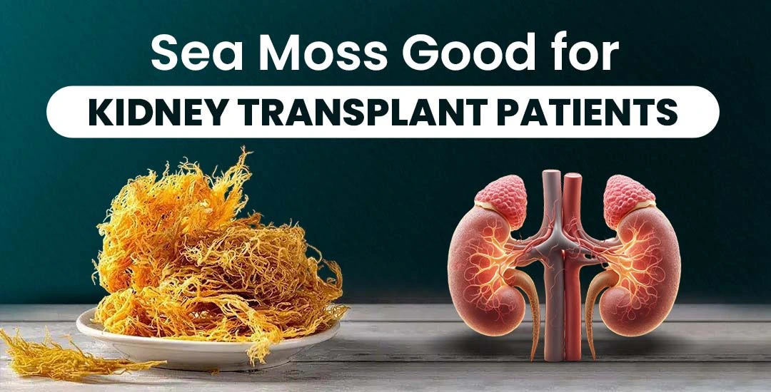 Is Sea Moss Good for Kidney Transplant Patients? 